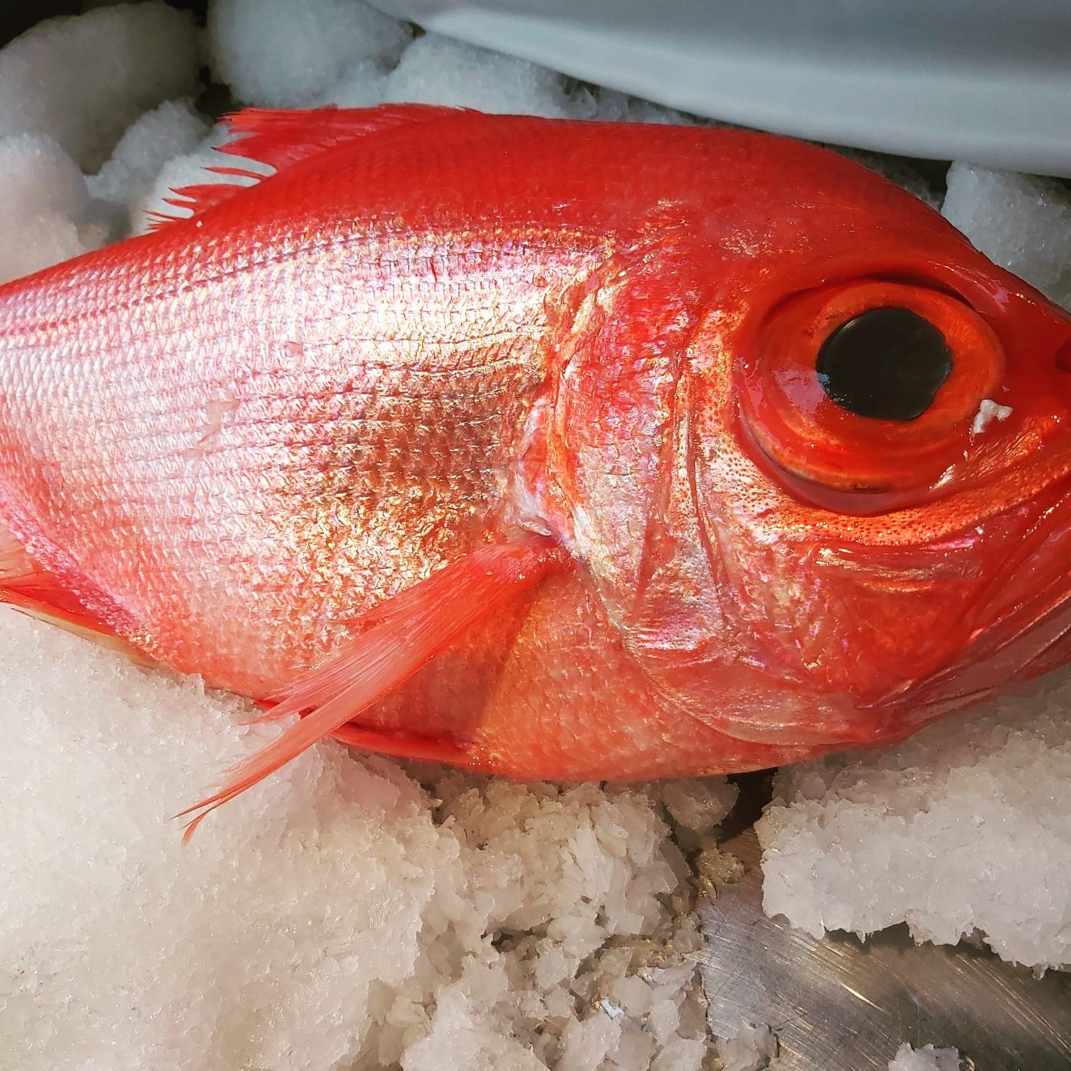 Palometa roja