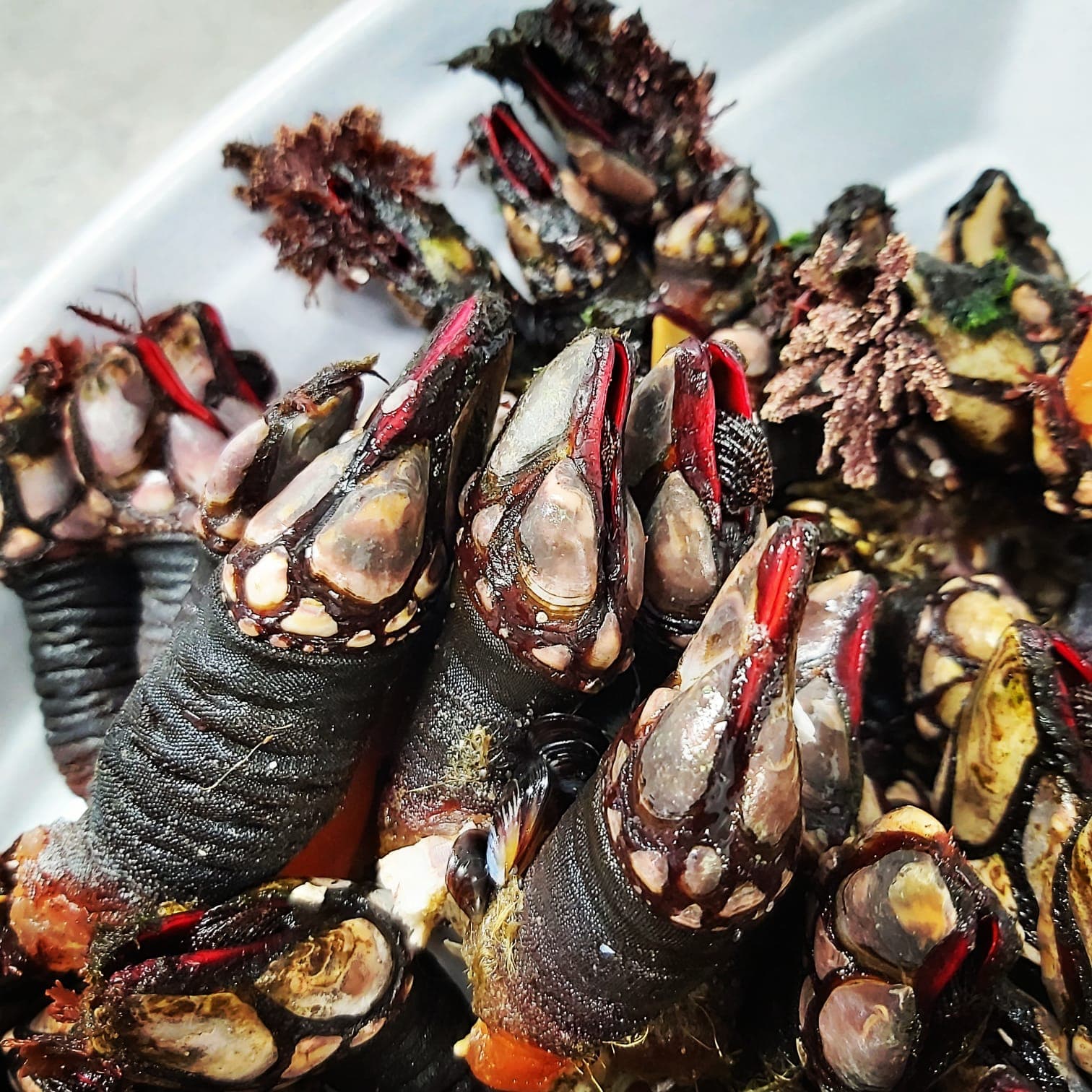 Percebes